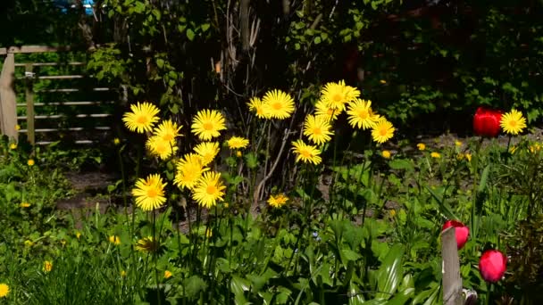 Jasné Květy Žluté Zahradní Sedmikrásky Houpat Vítr Zahradě Slunečného Dne — Stock video
