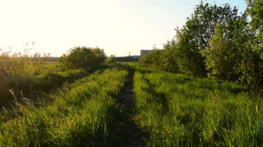 Yeşil çimlerle kaplanmış köy yolu. Kapalı yeşil çimenler rüzgarda sallanıyor kırsal bir yolda akşam güneşinin ışınlarında büyüyor.