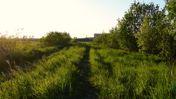 Country Road Overgrown Green Grass Closeup Green Grass Swaying Wind — Stock Video