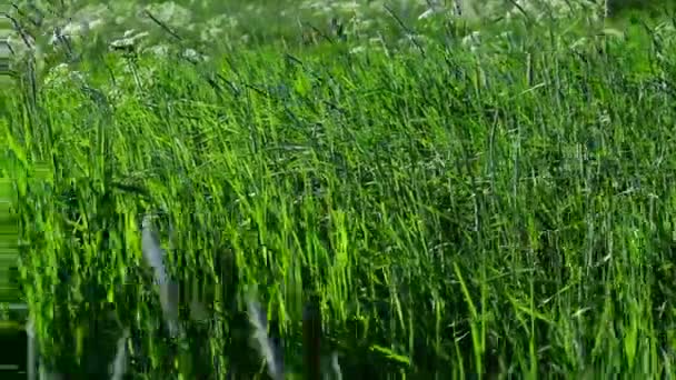 天然的草地草在风中飘扬 美丽的绿地在阳光灿烂的夏日迎风飘扬 — 图库视频影像