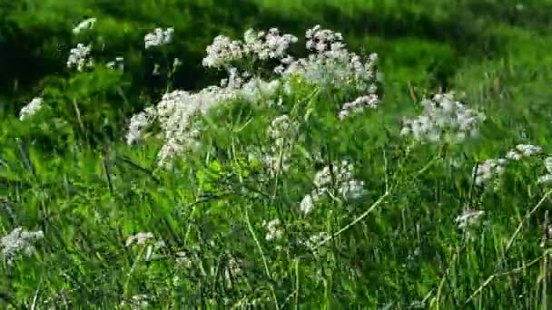 白色的野花在风中摇曳在田野上 夏日的晴天 一阵大风吹散了纱线上白色的野花 — 图库视频影像