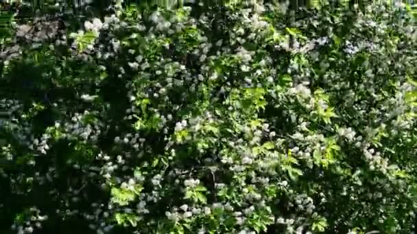 強い風が鳥の桜の枝を揺らします 強風の突風に揺れる開花鳥桜の枝のクローズアップ — ストック動画