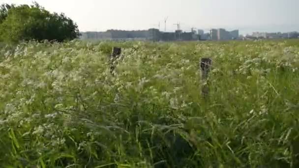 Vento Balança Floração Grama Prado Campo Fazenda Grama Prado Flores — Vídeo de Stock