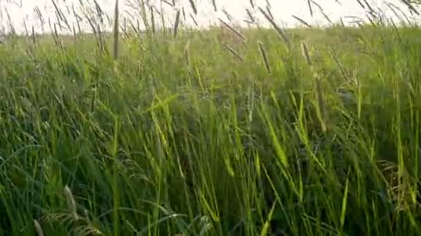 牧草地で草をゆっくりと風から揺れる 夏の夜の牧草地の牧草地の強い風の草の種 — ストック動画