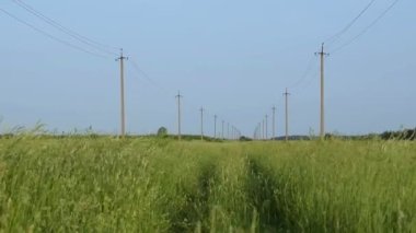 Elektrik hattı tarla boyunca uzanıyor. Elektrik kablolarıyla güçlendirilmiş beton direkler yaz akşamları saman çimleriyle birlikte tarla boyunca uzanıyor.
