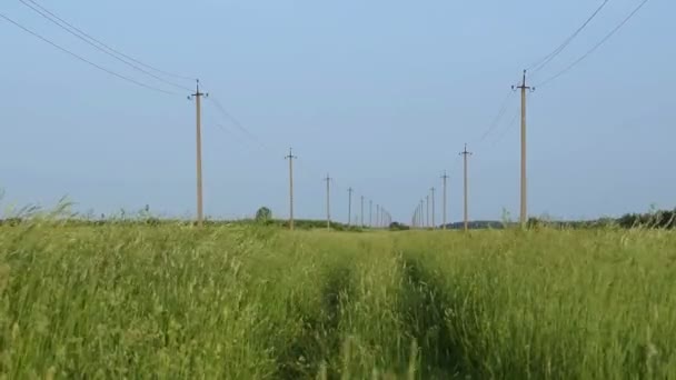 Listrik Mengalir Sepanjang Ladang Pertanian Tiang Beton Bertulang Dengan Kabel — Stok Video