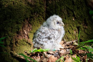 Yerdeki Ural baykuşunun küçük baykuşu 