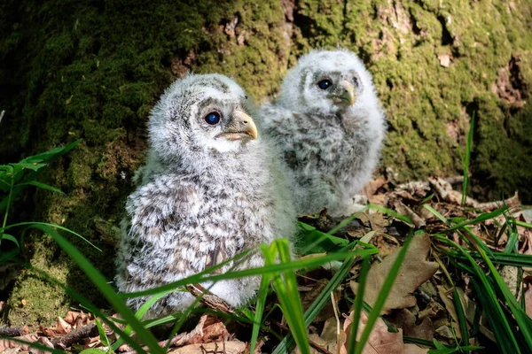 Small Owlets Ural Owl Ground — Stock Photo, Image