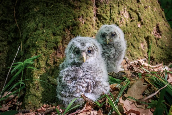 Small Owlets Ural Owl Ground — Stock Photo, Image