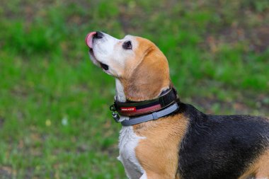 Beagle sahibine bakıyor.