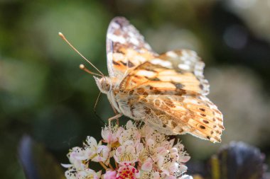 Kozmopolit kelebek (Vanessa cardui) çiçek üzerinde