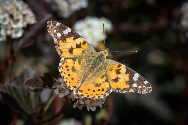 Κοσμοπολίτικη Πεταλούδα Βανέσα Κάρουλι Στο Λουλούδι — Φωτογραφία Αρχείου