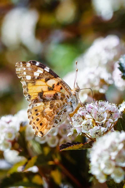 Mariposa Cosmopolita Vanessa Cardui Flor — Foto de Stock