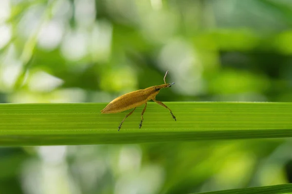 Lixus iridis buğday biti çimlerin üzerinde