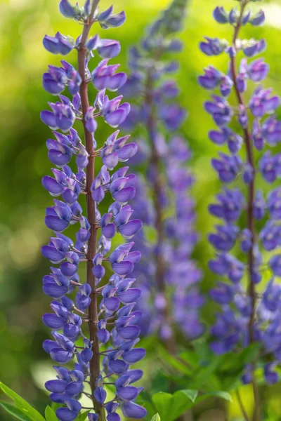 ロシアの野原でのルパンの花 — ストック写真