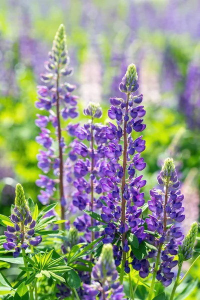 ロシアの野原でのルパンの花 — ストック写真