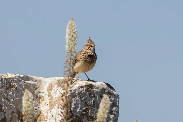 摩洛哥的Theklas lark Galerida theklae — 图库照片