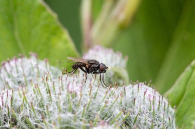 Sinek yazın çimlerin üzerinde oturuyor.