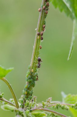 Karıncalar ve Yaprak bitlerinin simbiyotik ilişkisi