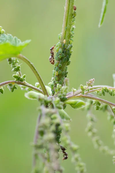 The symbiotic relationship of ants and Aphids