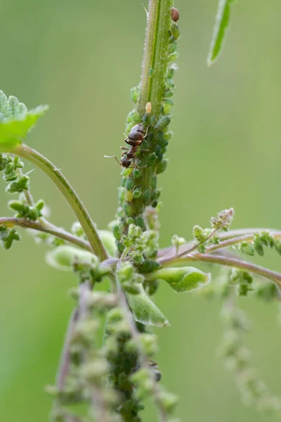 The symbiotic relationship of ants and Aphids