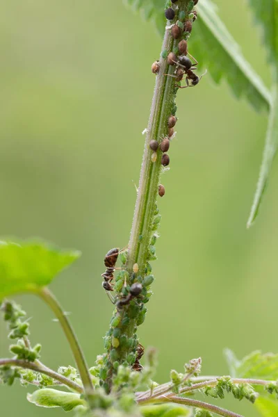 The symbiotic relationship of ants and Aphids