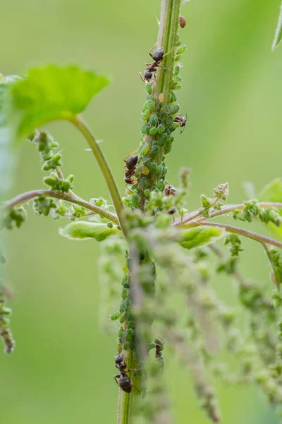 The symbiotic relationship of ants and Aphids