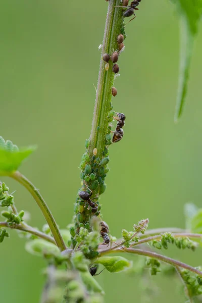 The symbiotic relationship of ants and Aphids