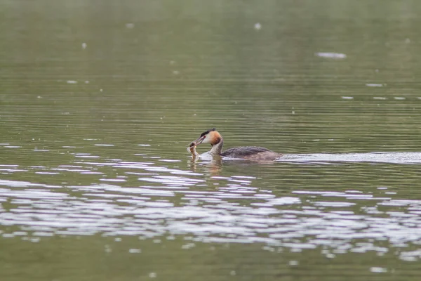 Den stora crested grebe på sjön med fisk — Stockfoto