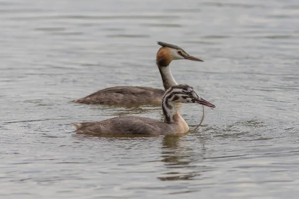 Bruden av stora crested grebe på sjön med föräldrar — Stockfoto