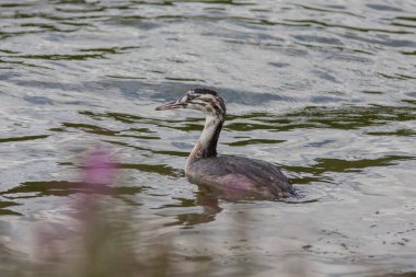Göl kenarındaki büyük ibikli yavru.