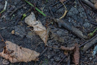 Vinç arka plan gibi yerde uçuyor.