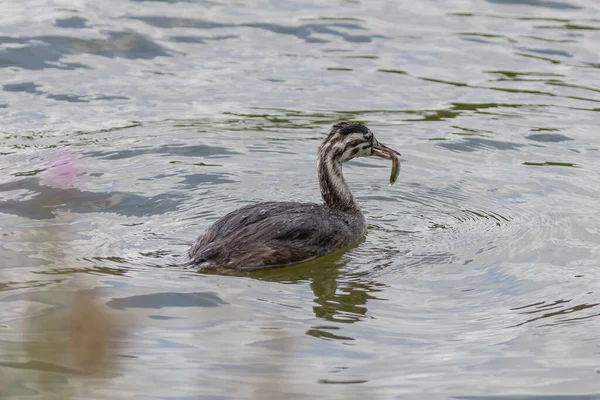 Le poussin du grand grèbe à crête sur le lac — Photo