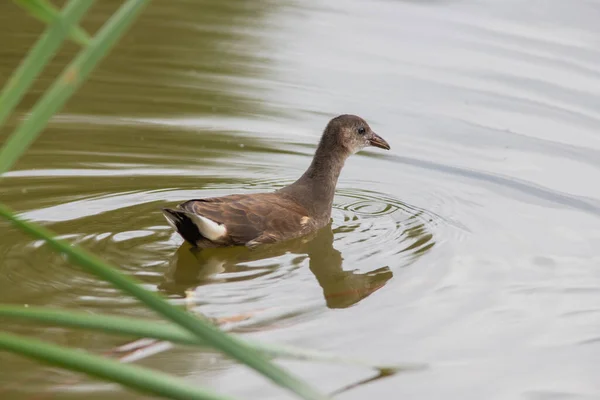 El polluelo de moorhen waterhen en el lago — Foto de Stock
