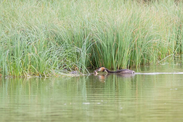 Bruden av stora crested grebe på sjön med föräldrar — Stockfoto