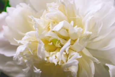 Kokulu Beyaz Şakayık Yaz Çiçeği Yatay Kapalı