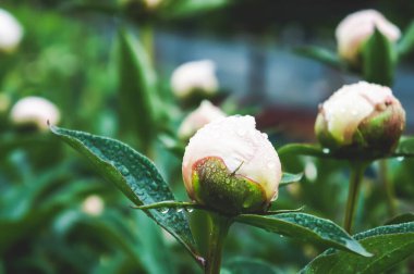 Beyaz Şakayıklar Bahçede Güzel Beyaz Şakayık Çiçeği Yatay
