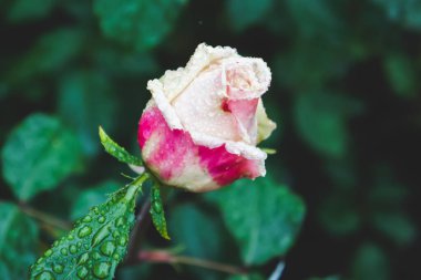 Rose Bud, Yağmur Gülü 'nden sonra Bahçede Yağmur Damlalarıyla Yatay Yakın