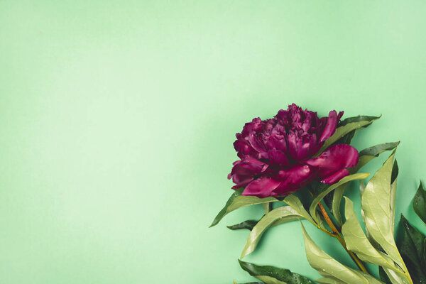 Stunning Dark Red Peony on Green Background Summer Flower Background CopySpace Top View Horizontal