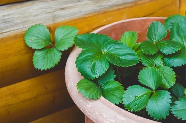 Big Pots with Young Strawberry Plants Ready for the Garden Horizontal