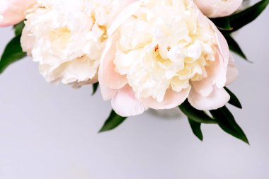 Sersemletici Beyaz ve Pembe Şakayıklar Mavi Arkaplanda Yaz Çiçeği Arkaplan Kartı Anneler Günü ya da Başkaları Tatilleri Kapalı