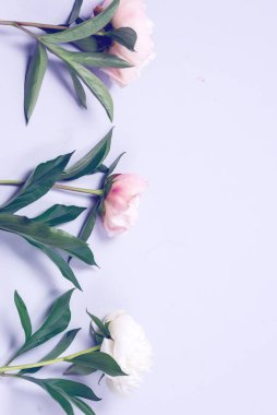 Sersemletici Beyaz ve Pembe Şakayıklar Mavi Arkaplanda Çiçek Arkaplan Kartı Anneler Günü ya da Diğerleri için Tatillerde Boşluğu Dikey Kopyala