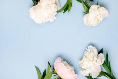 Sersemletici Beyaz ve Pembe Şakayıklar Mavi Arkaplanda Yaz Çiçeği Arkaplan Kartı Anneler Günü veya Diğerleri için Tatil Çerçevesi