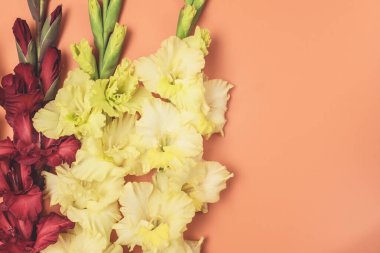 Güzelim Sarı ve Kırmızı Gladyatörlerin Arkaplanı Gladioli 'nin Turuncu Arkaplan Şablonu Tebrik Kartı Düz Yatay Üst Görünüm Kopyalama Boşluğu