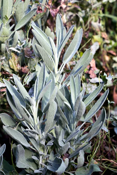 Pale green sage plant leaves in the garden