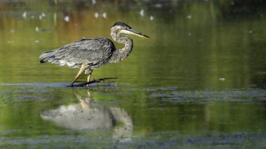 Büyük mavi balıkçıl, Ardea kahramanları, Michigan, Grand Haven 'daki Harbor Adası' nda sulak bir arazide yürür. Yüksek kalite fotoğraf