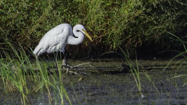 Büyük beyaz balıkçıl, Michigan, Grand Haven 'daki Harbor Adası' ndaki bir sulak arazide avlanır. Yüksek kalite fotoğraf