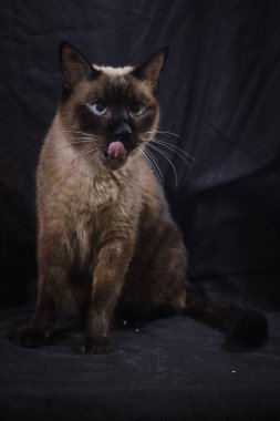 Dili dışarı çıkmış, kısa saçlı bir İngiliz kedinin portresi..