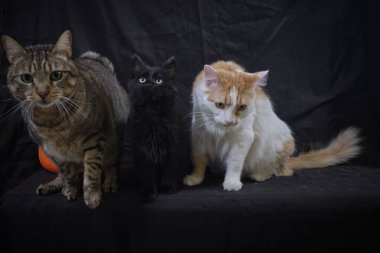 Kedi ve kedi yavruları siyah bir arka planda birlikte oturuyorlar..