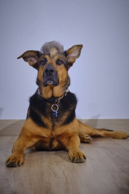 Tahta bir masada kahverengi kürklü Alman çoban köpeği.
